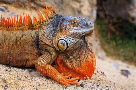 iguana dragon